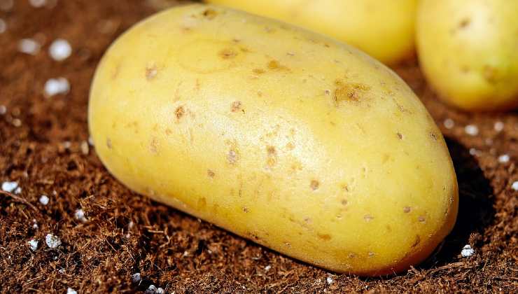 coltivare le patate 