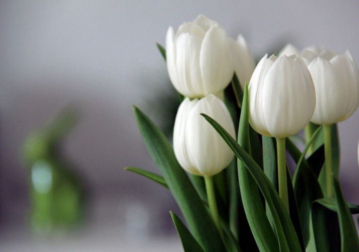 fiori pasquali tulipani