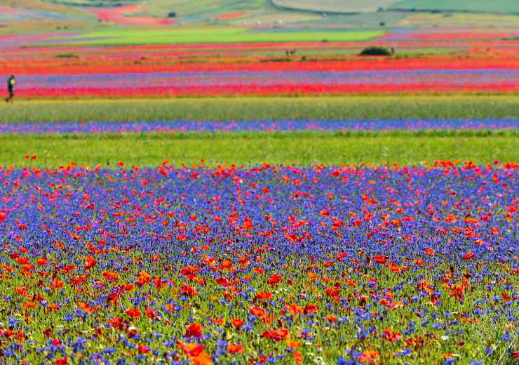 fioritura castelluccio