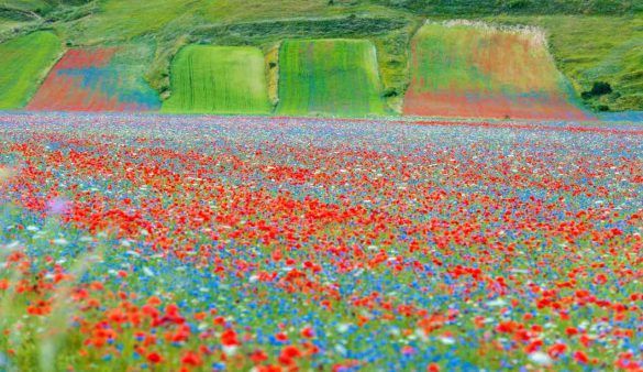 fioriture italia