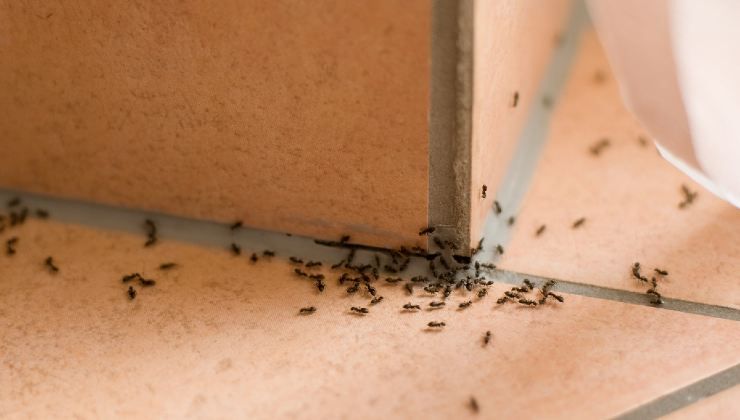 Eliminare le formiche in modo naturale