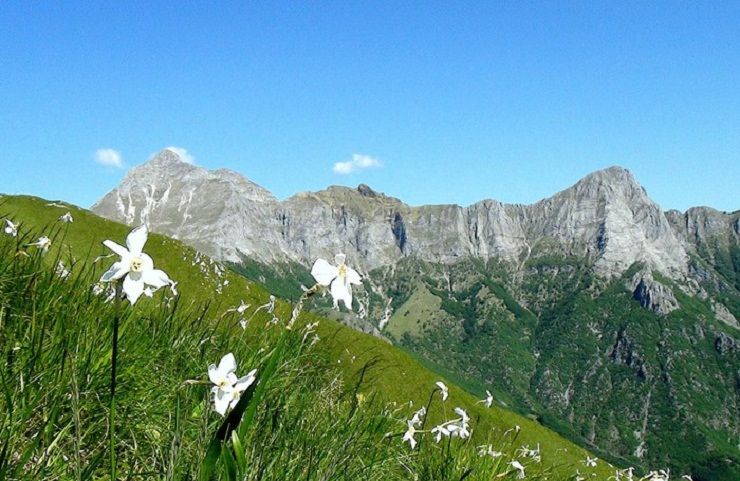 giunchiglie sulle alpi Apuane