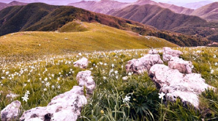 giunchiglie sulle alpi Apuane