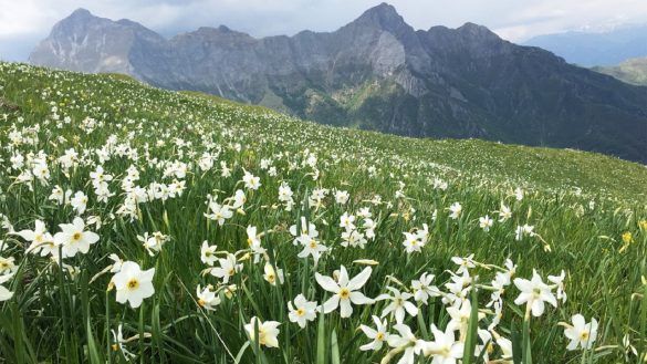 giunchiglie sulle alpi Apuane