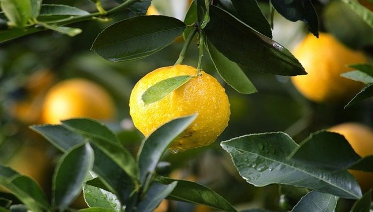 Limoni sempre buoni e succosi