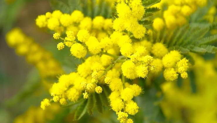 Mimosa cura e coltivazione 