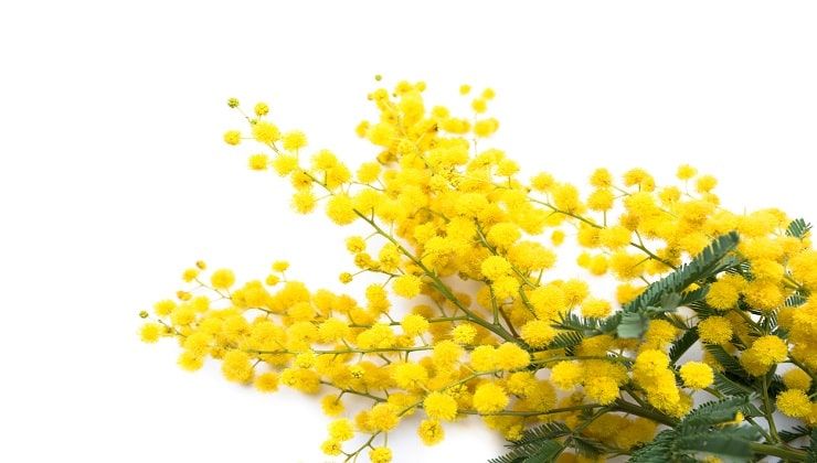 Mimosa, festa della donna