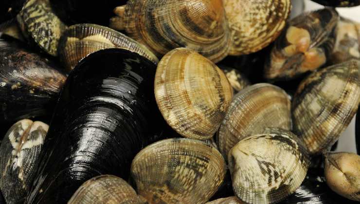 Qual è la differenza tra vongole e telline