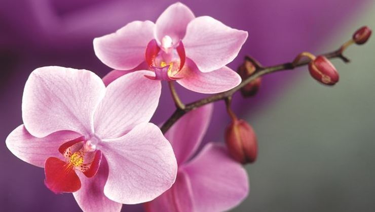 Come rinvigorire un orchidea