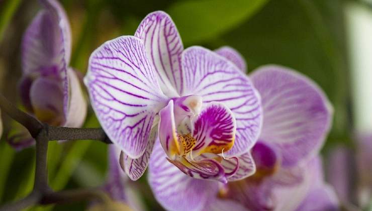 Orchidea sana e rigogliosa
