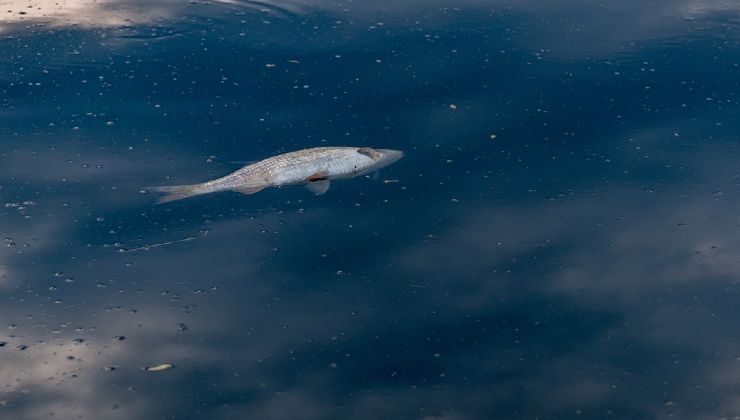 Pesci morti a Venezia 