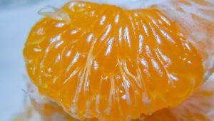 Polpa di arancia