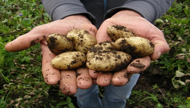 Raccolta delle patate