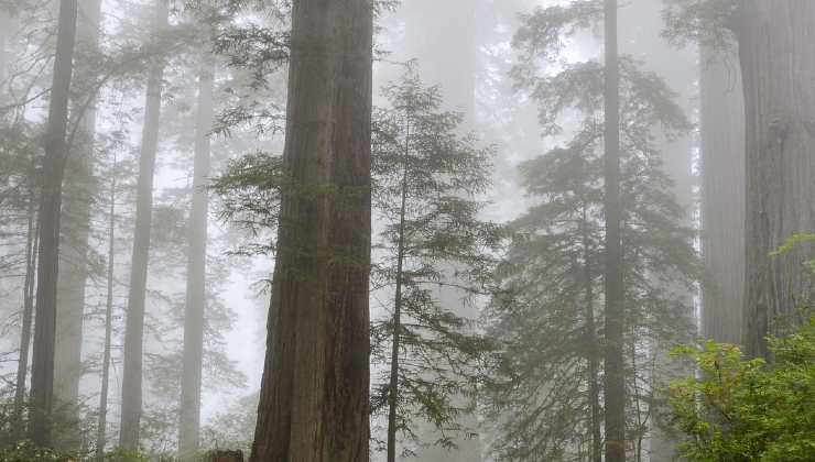 sequoia centenaria 
