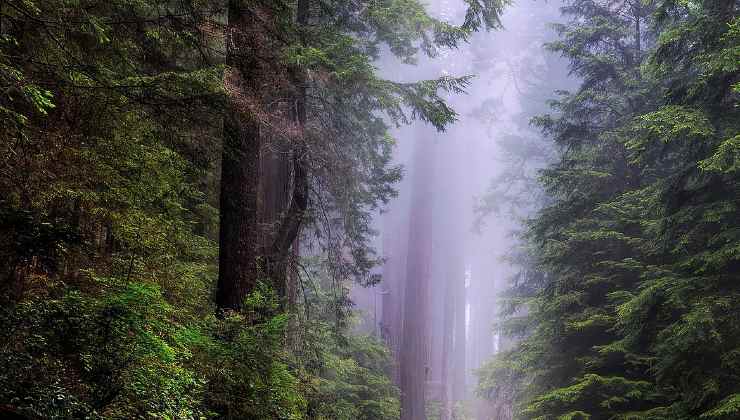 sequoia-foresta