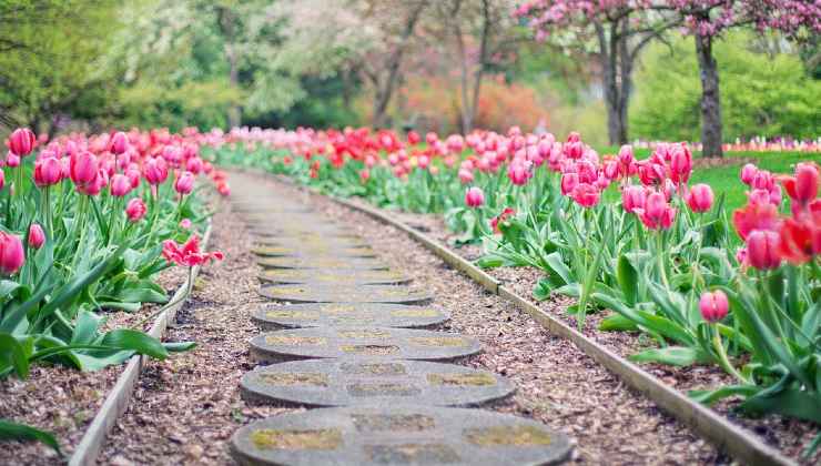 Tulipani in Italia 