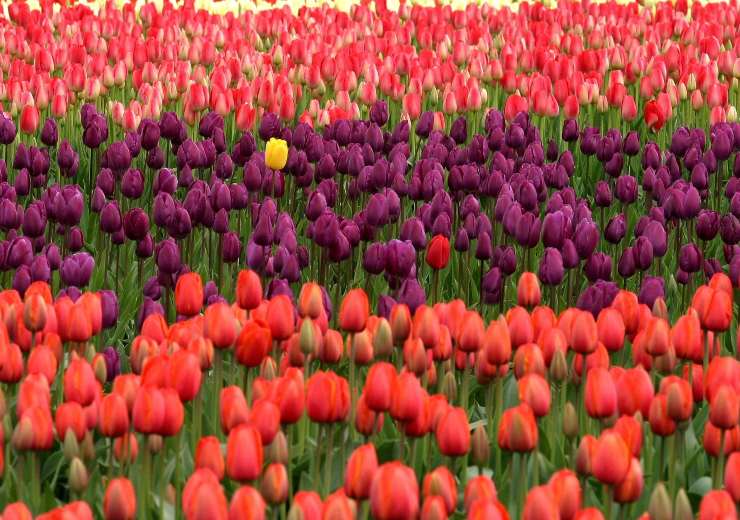 borgo dei tulipani
