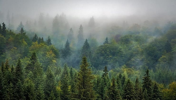 Vivere da eremita, boschi nella nebbia