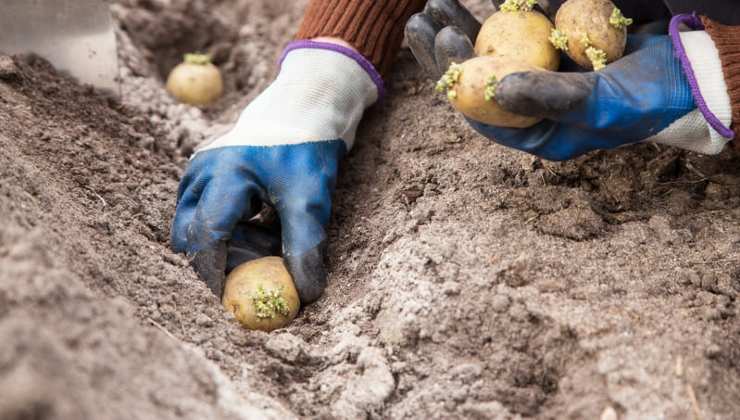 Patate: piantale a questa profondità 