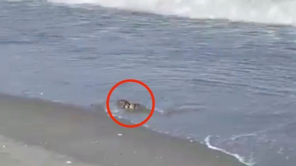 Animale sconosciuto in spiaggia