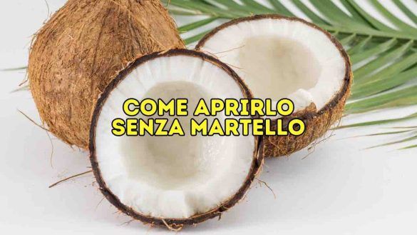 Cocco aperto