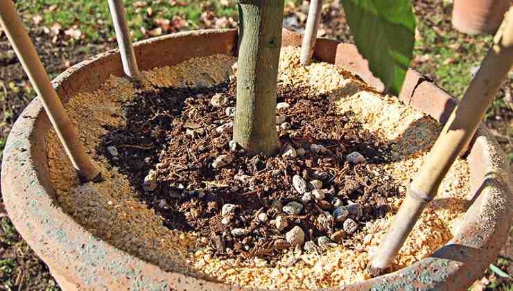 Come nutrire il vostro albero di limoni