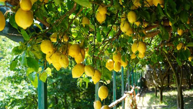 L'albero dei limoni abbondante
