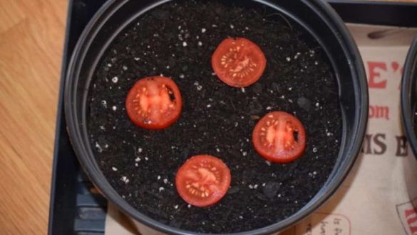 Fette di pomodoro in vaso