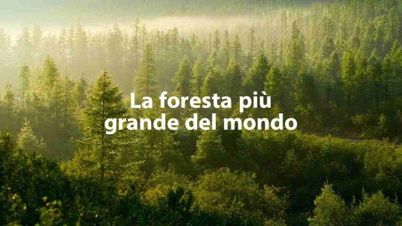Foresta