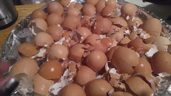 Gusci di uova