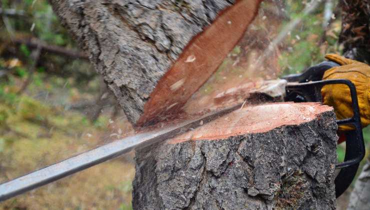 La scoperta dopo aver abbattuto un albero