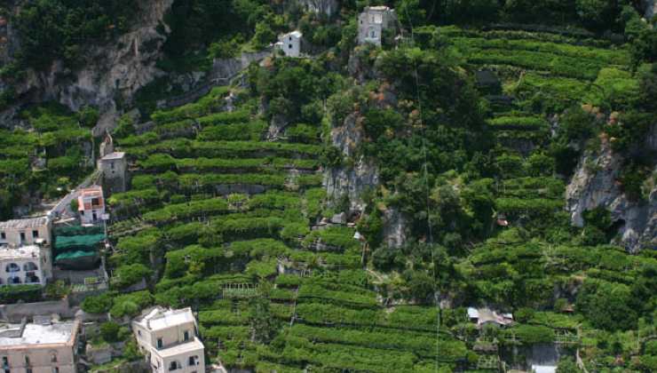 Limoni a terrazzamento-Costiera Amalfitana