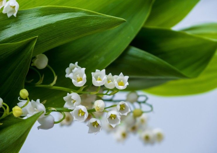 Mughetto in fiore 1 maggio