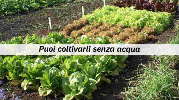 Orto