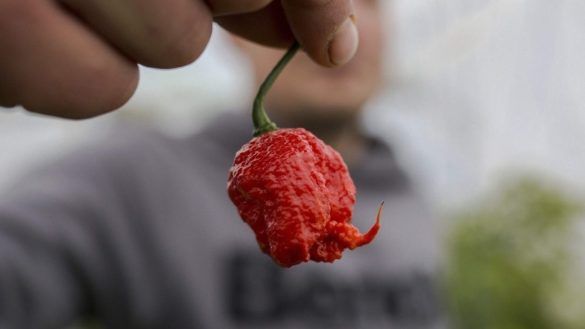 Peperoncino piccante