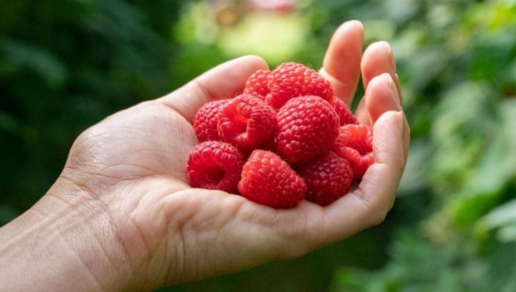 Perché mangiare i frutti di bosco