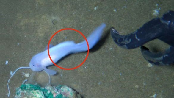 Pesce lumaca