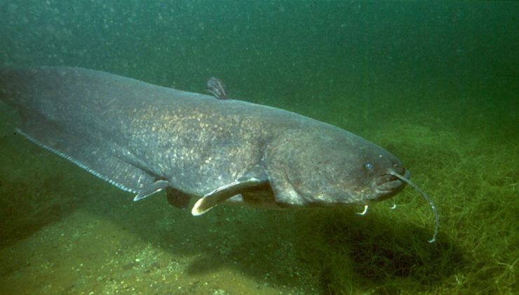 Pesce siluro avvistato nel fiume PO 