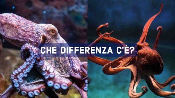 Polipo e polpo
