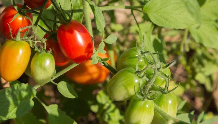 Pomodori grossi e succosi