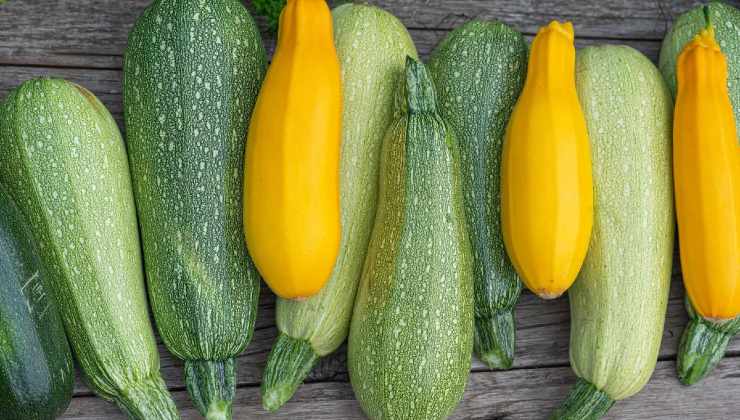 Zucchine fresche tutto l'anno