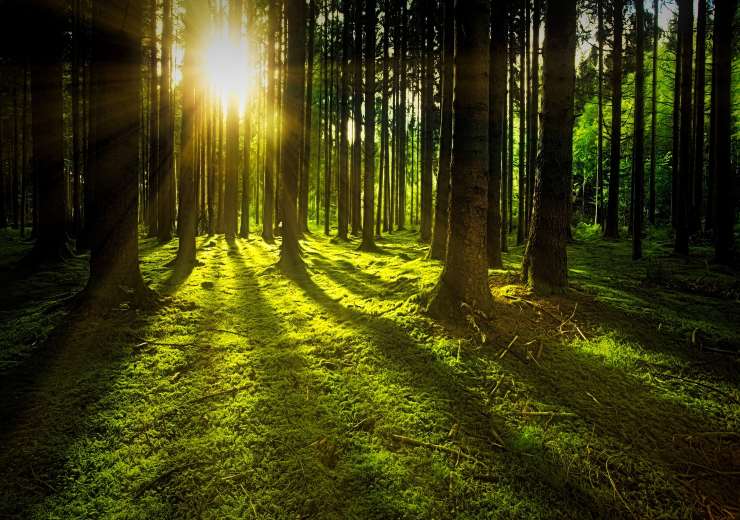 abbracciare gli alberi