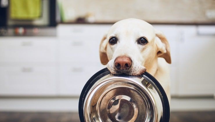 Animali in cucina, cane con ciotola