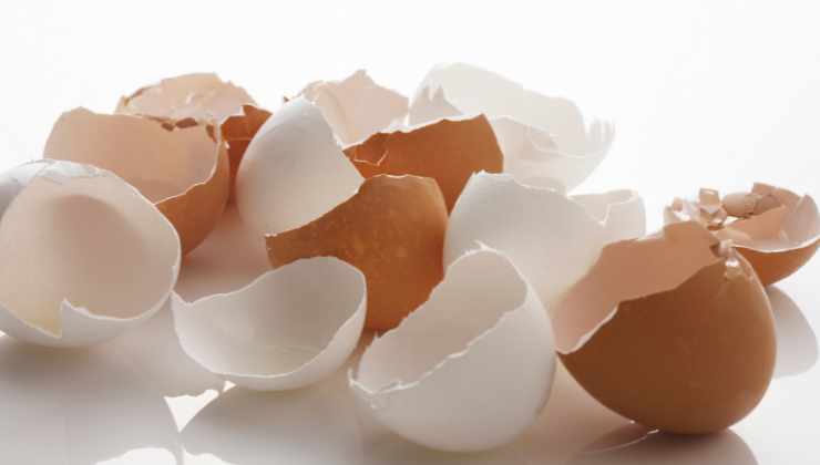 calcio gusci delle uova