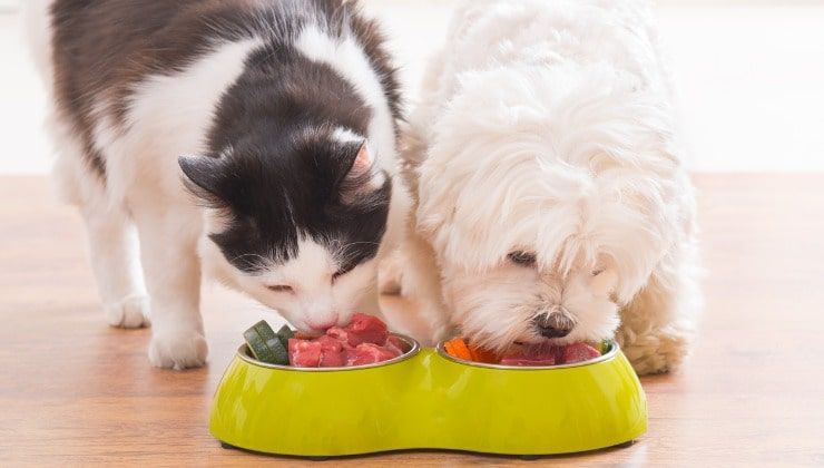 Cane e gatto mangiano cibo da una ciotola