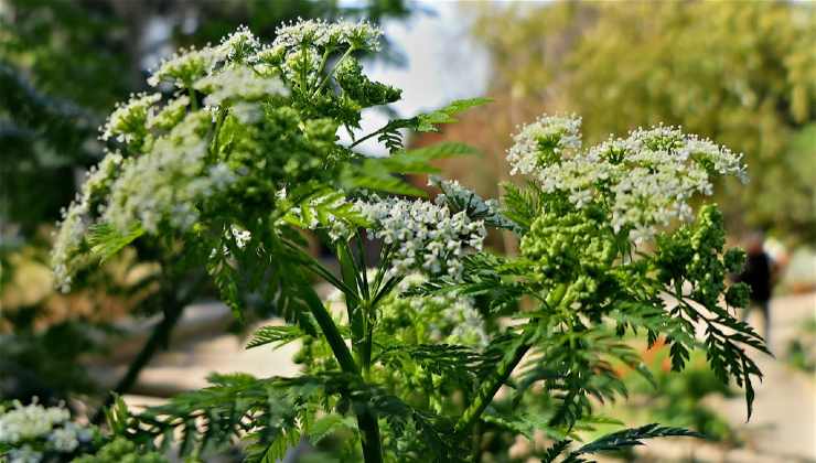 L'erba spontanea più velenosa