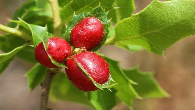 Cocciniglie rosse