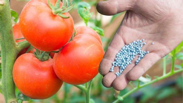 concime per pomodori