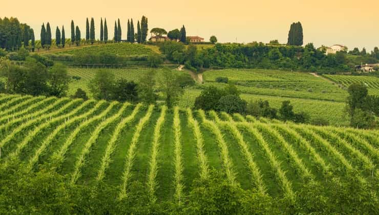 Conegliano veneto, sulla strada del vino