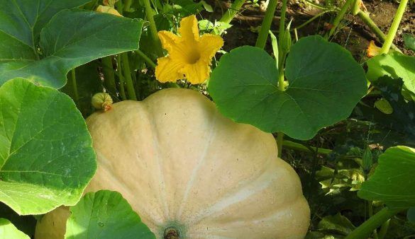 Fiori di zucca